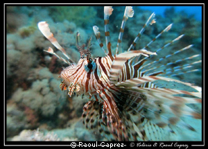 Pterois taken in Sharm El Sheick with a Canon G9 and a si... by Raoul Caprez 
